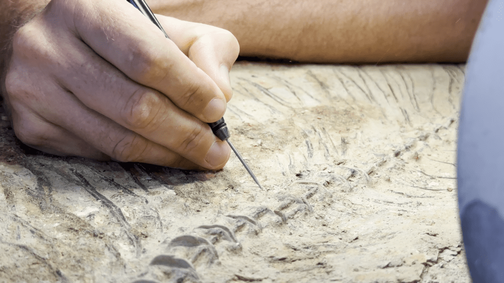 Detail Shot of the working process to remove limestone from a fossil.