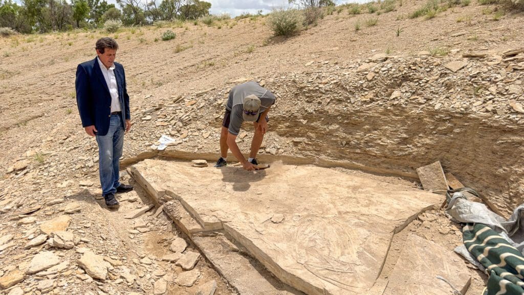 Fresh Ichthyosaurus Skeleton in Rock Formation.